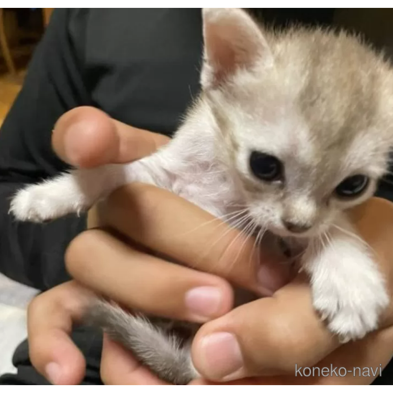 販売中の広島県のシンガプーラ-121626の3枚目